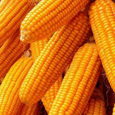 马屿特产 5斤装有机新鲜玉米，品味原生态的自然馈赠