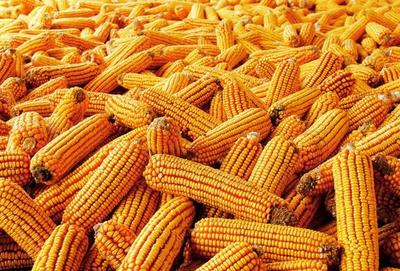 金黄的玉米 丰收的象征与文化的记忆