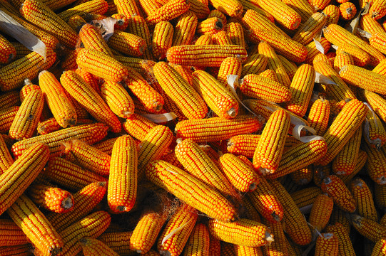 从“玉米棒子”到餐桌美食 探秘玉米的双重身份