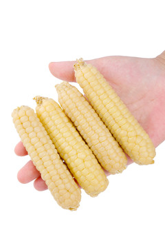 粘玉米 玉米家族中的独特成员