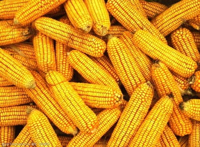 金秋的礼物 玉米