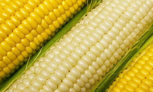 玉米市场观察 水分偏高需警惕，择机出售正当时
